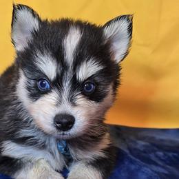 Pomskies from Precious Paws Pomskies