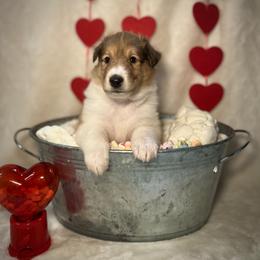 Lucas - Sable and white male Collie puppy in Chilhowie, Virginia from Jolly Collies