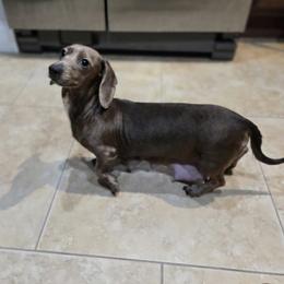 JoJo - Dachshund