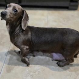 JoJo - Dachshund