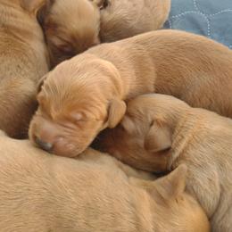 Girl 1 - Dark golden female Golden Retriever puppy in Grand Meadow, Minnesota from Root River Retrievers