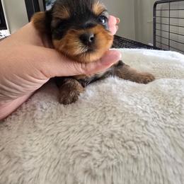 Girl 2 - Black and tan female Yorkshire Terrier puppy in Nitro, West Virginia from Nitro Elite Babydoll Yorkies