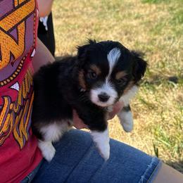 Uno - Black tri female Toy Australian Shepherd puppy in Lame Deer, Montana from Bar M Toy Aussies
