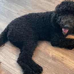 Labradoodles from Vancouver Doodles Buddies