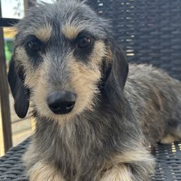 Dachshunds from Mavericks Mini Dachshunds