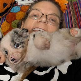 Australian Shepherd Puppies from Firelight Australian Shepherds