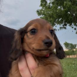Dachshund Puppies from Doxie Darlings VA