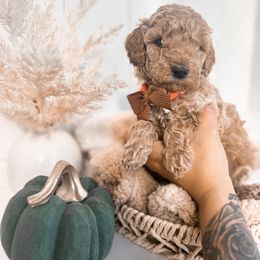Apple - Apricot male Goldendoodle puppy in Atwater, California from Alvdoodles