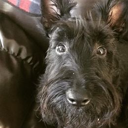 Scottish Terriers from Its Scot To Be Love Scotties