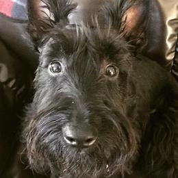 Scottish Terriers from Its Scot To Be Love Scotties