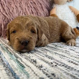 Goldendoodle Puppies from Millie Billie Doodles