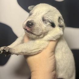 Teffy - Blue speckled female Australian Cattle Dog puppy in Rosharon, Texas from 4Surge Cattle Dogs