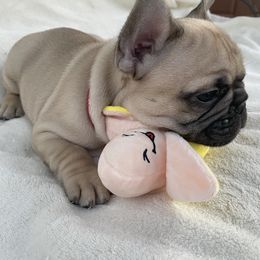 French Bulldog Puppies from Fabi's French Bulldogs
