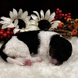 Girl 3 - female Aussiedoodle puppy in Orange Cove, California from Sand Creek Ranch Aussiedoodles