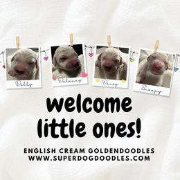 Goldendoodle puppies from SUPERDog Doodles