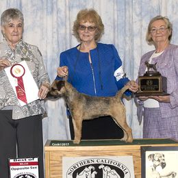 Border Terriers from Gemstones Border Terriers