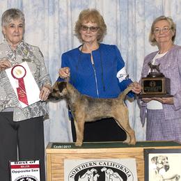 Border Terriers from Gemstones Border Terriers