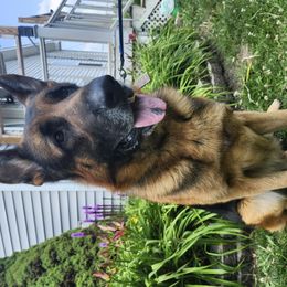Juniper - German Shepherd