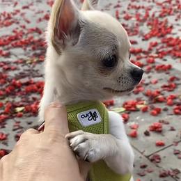 Chihuahua and Poodle All Grown Up from PNW PAWS