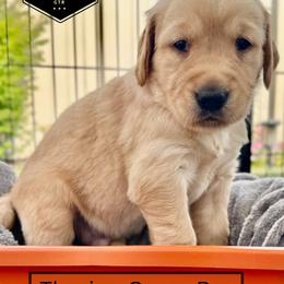Boy 5 - Golden male Golden Retriever puppy in Star, Idaho from Gold Treasure Retrievers