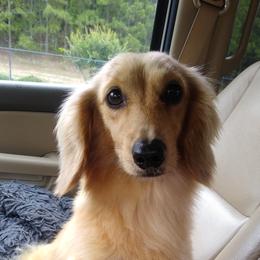 Rhett - Dachshund