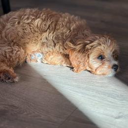Cavalier King Charles Spaniel, Cavapoo, Havanese, Havapoo, and Poodle Puppies from West Cobb Dogs