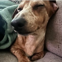 Reba - Dachshund