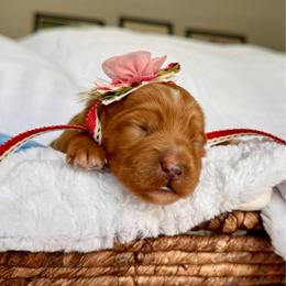 Yunah - Red  female Goldendoodle puppy in Spanish Fork, Utah from Maplesierradoodles