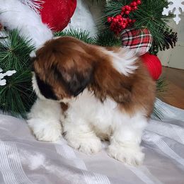French Bulldog and Shih Tzu Puppies from French Bulldogs Planet