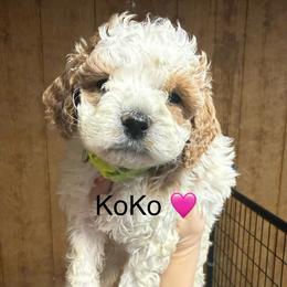 KoKo - White female Cavapoo puppy in Greensburg, Kentucky from Doodle Me Crazy