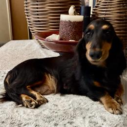 Ziva - Dachshund
