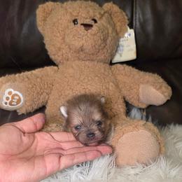 Mccoy - Blue sable male Pomeranian puppy in Smithville, Texas from Lafary Poms