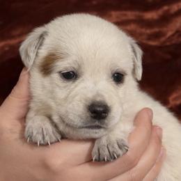 Chunky adorable girl - Red speckled female Australian Cattle Dog puppy in Scurry, Texas from RedHorizon AKC Australian Cattle Dogs (Heelers)