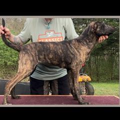 Mountain Cur puppies from Walnut Ridge Mountain Curs