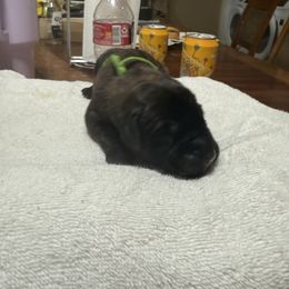 Green - Brindle male Mastiff puppy in Layton, Utah from 2A Mastifs