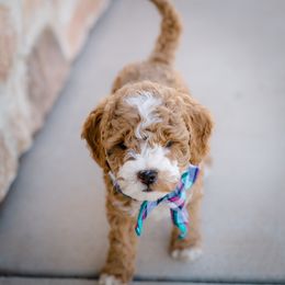 Poodle Puppies from Doodle Puppy Parti