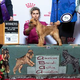 Dunkin - Airedale Terrier