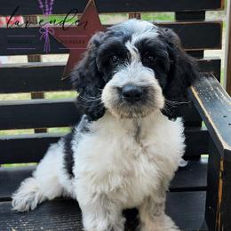 Mai Tai - Black and white male Cockapoo puppy in Mancelona, Michigan from Lavender poodles & doodles