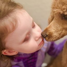 Poodles from Tess Church-Nystrom