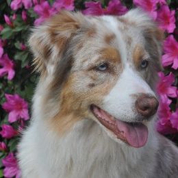 Australian Shepherds from Cedars Farm