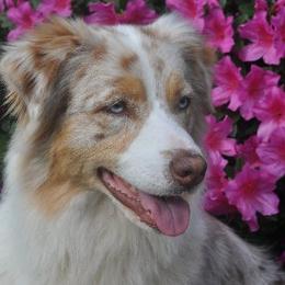 Australian Shepherds from Cedars Farm