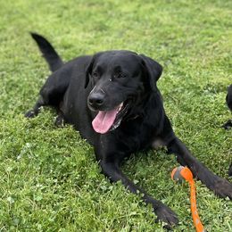 King Tut - Labrador Retriever