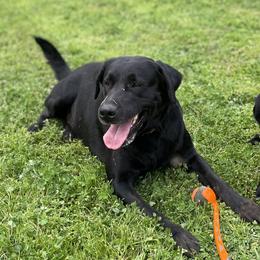 King Tut - Labrador Retriever