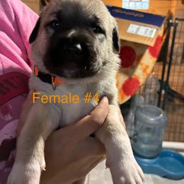 Girl 4 - Fawn female Anatolian Shepherd Dog puppy in Daggett, Michigan from T&S Anatolians