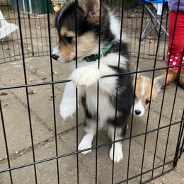 American Corgi and Pembroke Welsh Corgi Puppies from Cascadian Space Coast Corgis LLC