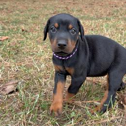 Avery - Black and rust female Doberman Pinscher puppy in Toney, Alabama from Bhon Mhuir Dobermanns
