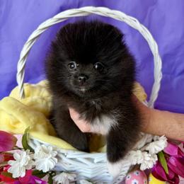 Cinnamons black mismark - Black male Pomeranian puppy in Fort Collins, Colorado from Gempoms