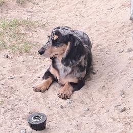 Ash - Dachshund