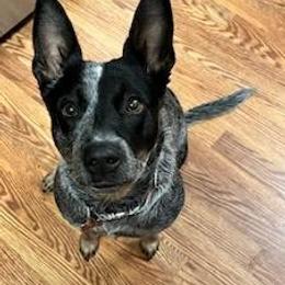 Australian Cattle Dog All Grown Up from Hope Heelers (Australian Cattle Dogs)