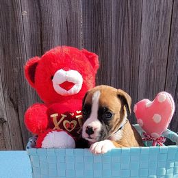 Boxer Puppies from Cerise's Boxers